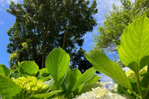 Ruinere i Horta, Faial, Horta - € 110.000 | Ref: 374230031 - foto 33